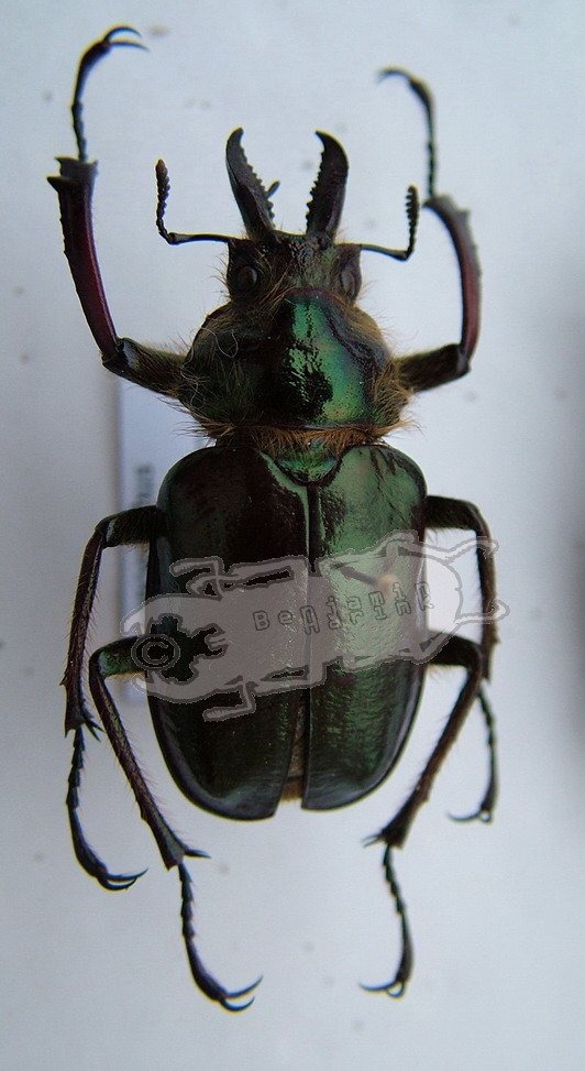 Sphaenognathus metallifer - Ben's Beetle Breeding Pages