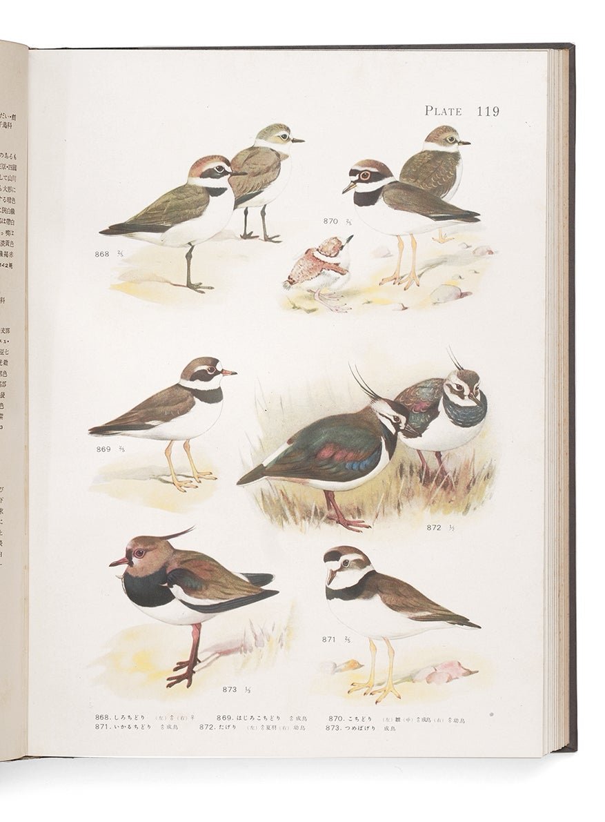 黒田長禮：鳥類原色大図説。小林重三の博物画 | mizusumashi-tei みず