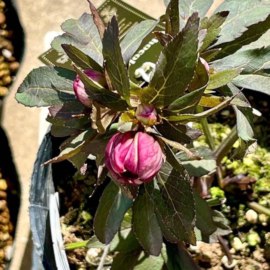 ち*ん様 ☘️ラスト2☘️タグ付き☘️新葉ワサワサ3279⭐️NEW⭐️Choc