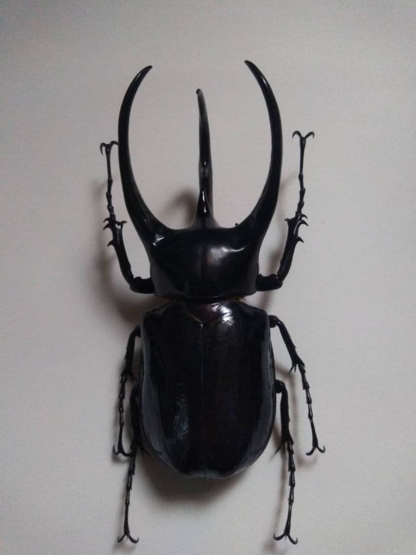 コーカサスオオカブト　昆虫標本 新着標本】 コーカサスオオカブト、アトラスオオカブトたくさんの標本